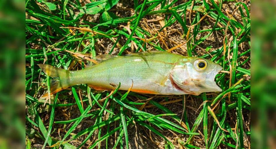 ⛰ SPRING GREEN ⛰ If you could only fish in one season, what