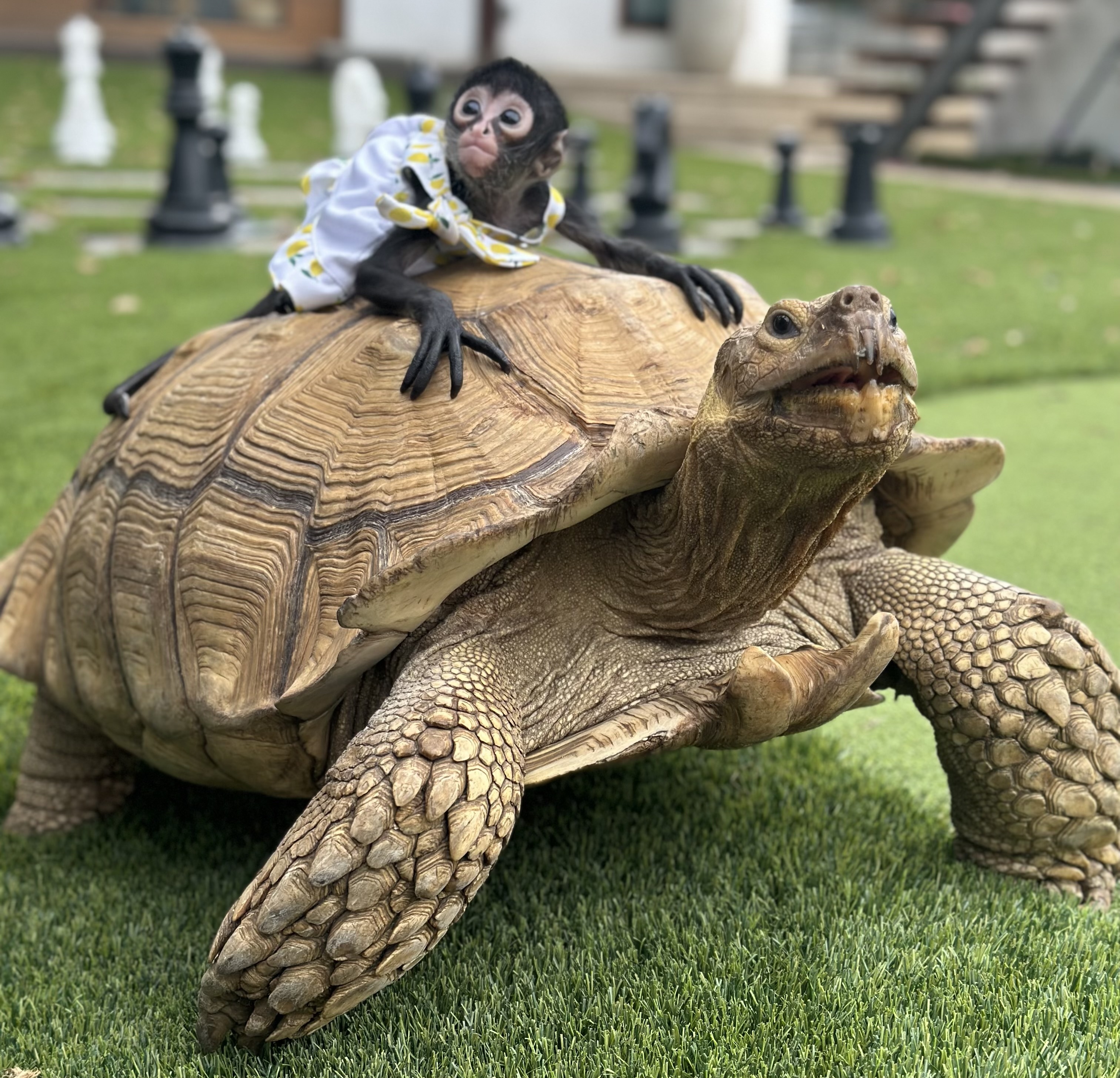 Baby Turtles Are on the Move in Arlington