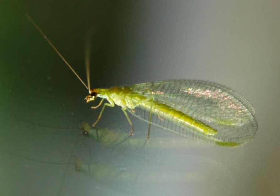 Desirable but delicate, lacewings are your garden's friend