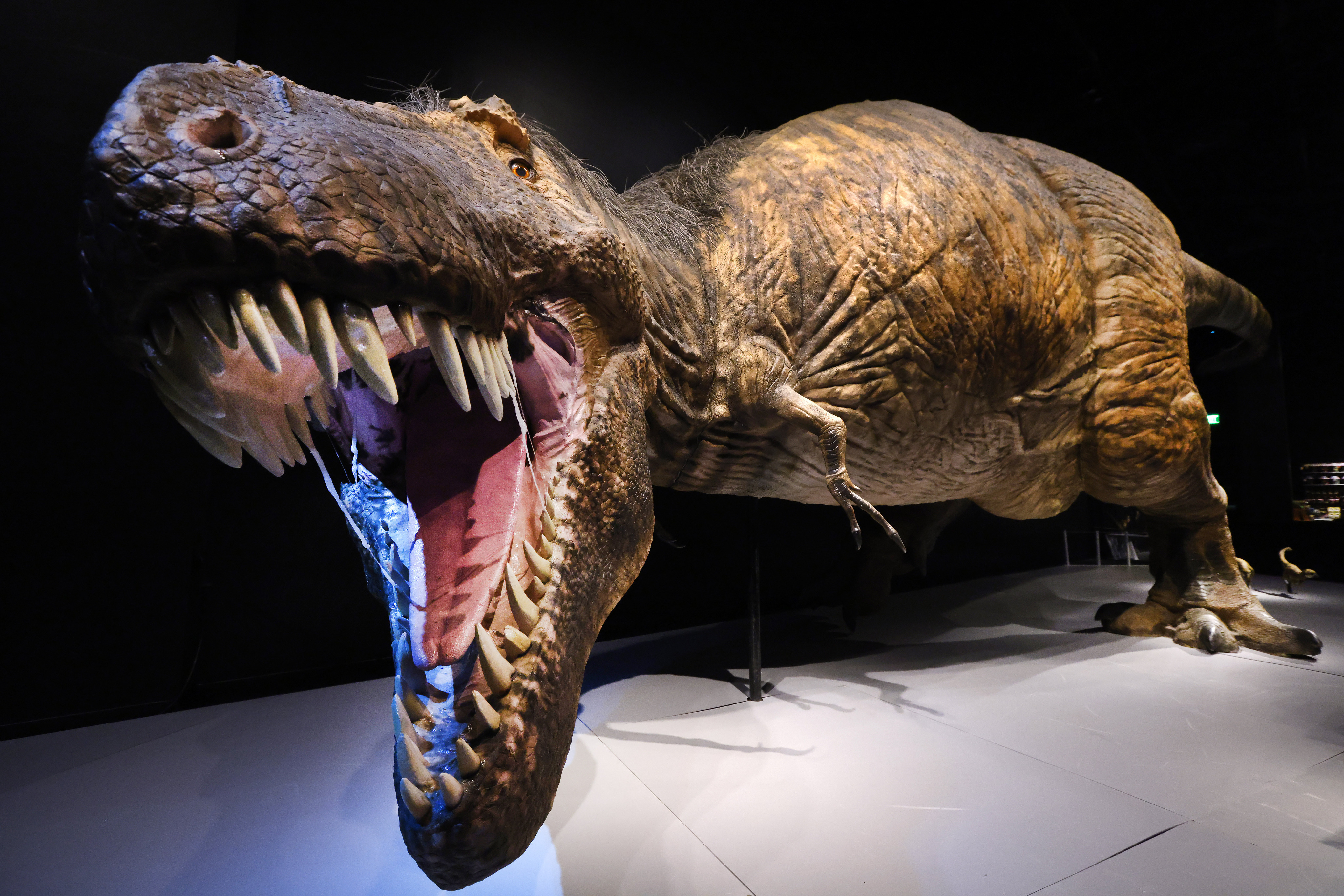 T rex's keyhole eye sockets helped its bite, research suggests