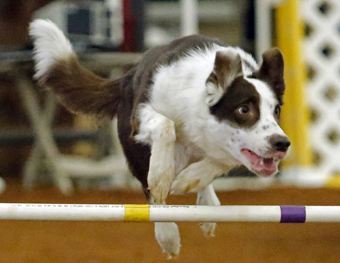 AKC Meet The Breeds