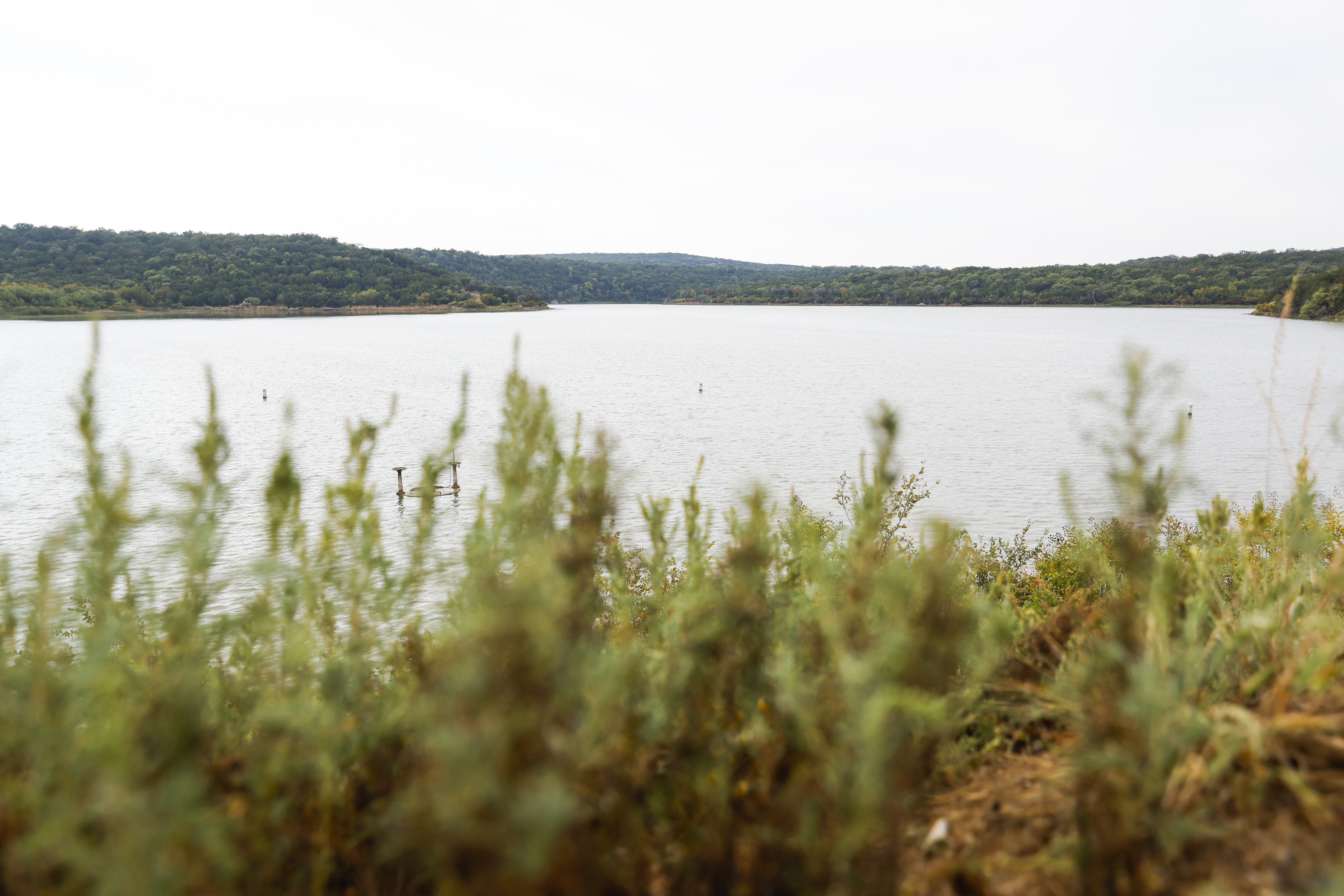 Oak trees keep dropping acorns this fall. Here's how a 'mast' year impacts  North Texas