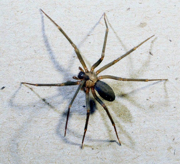non poisonous house spiders
