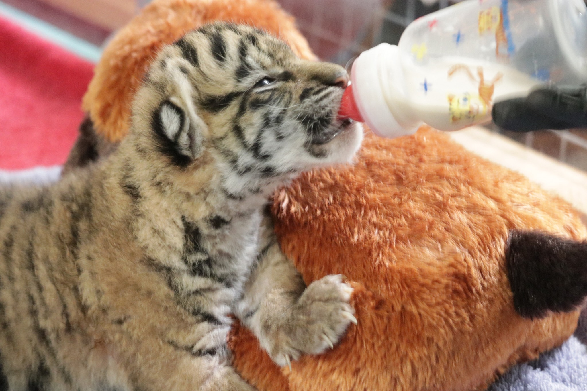 Adorable moment two newborn tiger cubs play with their mother who has given  up on her nap