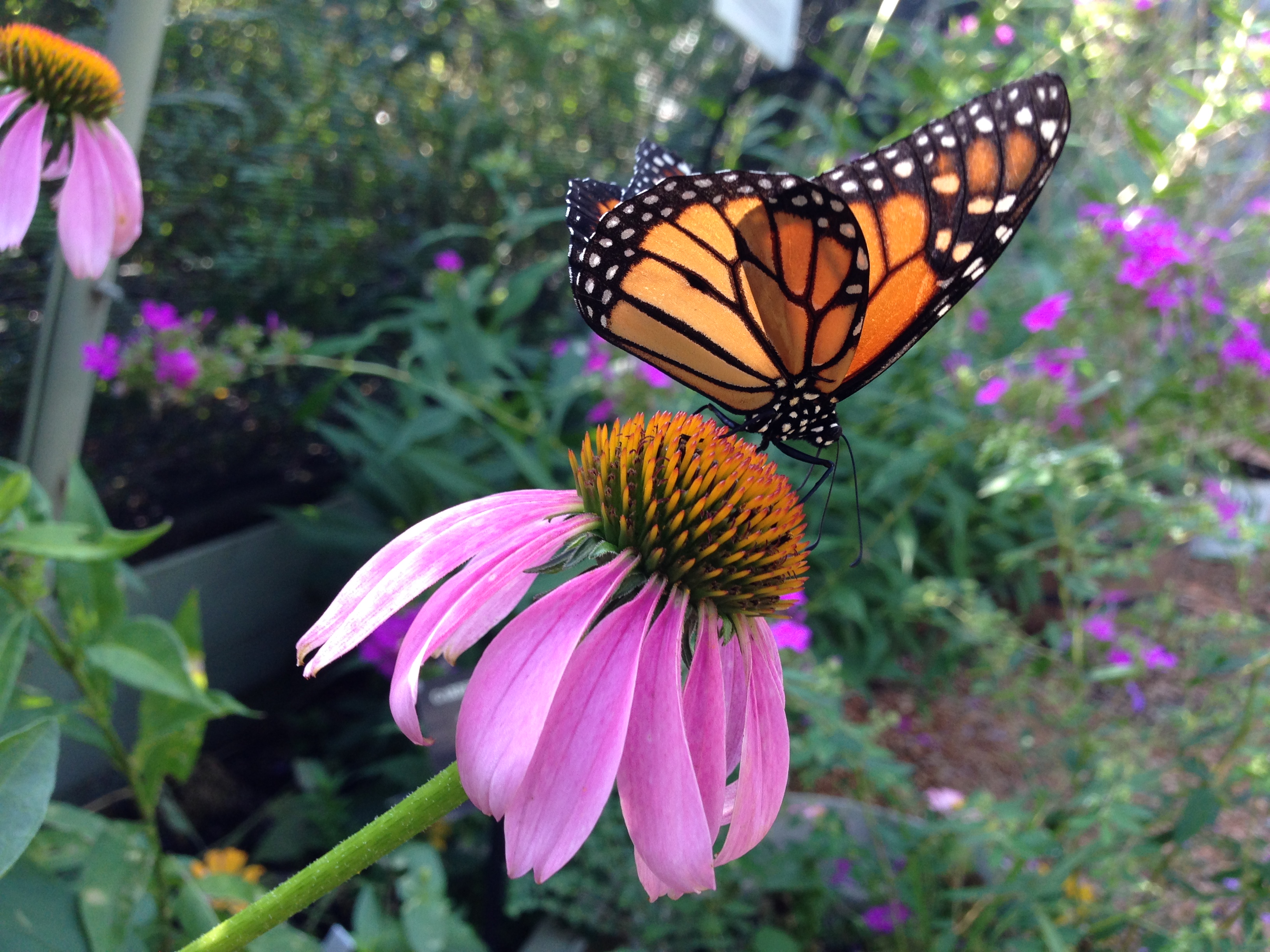 This week's best home entertainment: from Butterfly to Making a