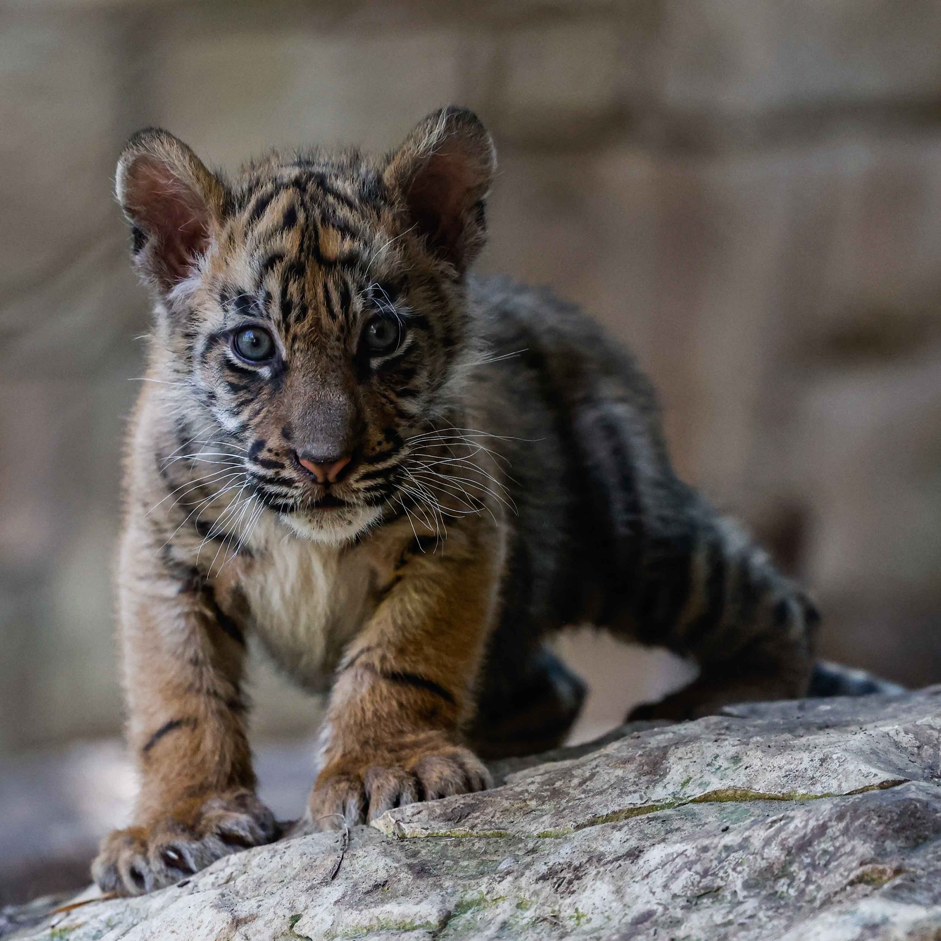 PHOTOS: Texas has 2 newborn tiger cubs