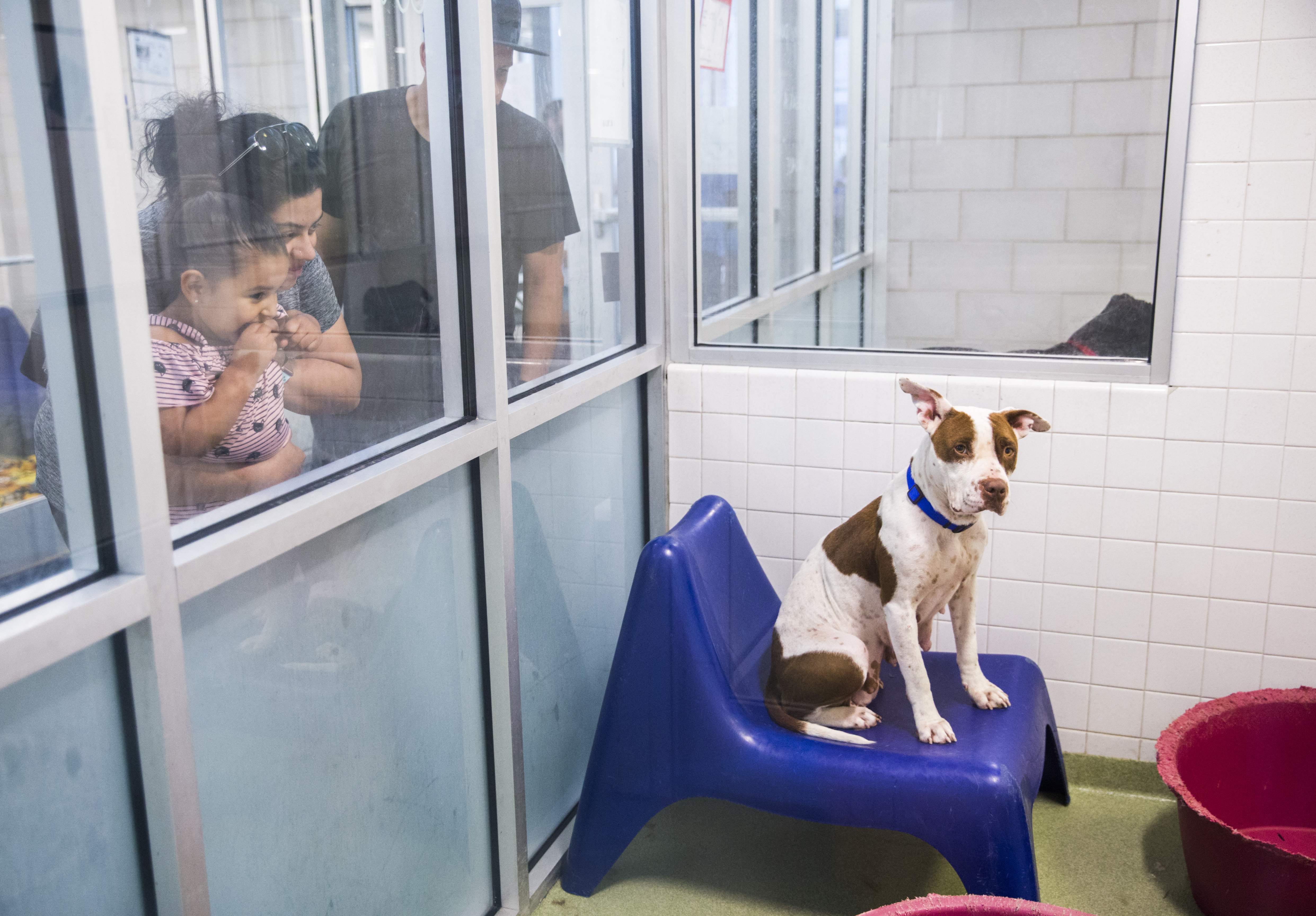 Plano's animal shelter will offer free adoptions for several days in August