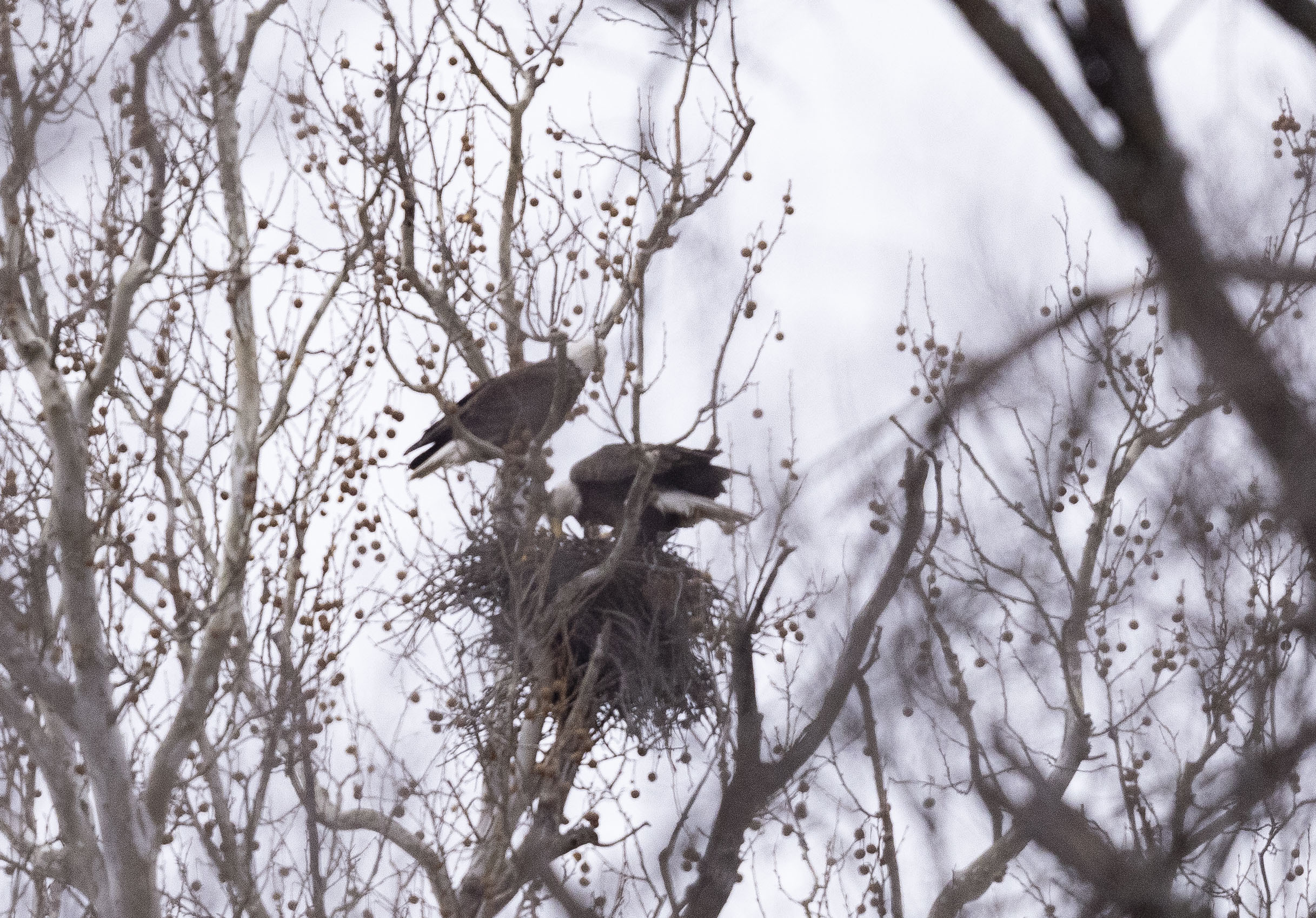 Bald eagles are nesting at Dallas' White Rock Lake. Here's how to