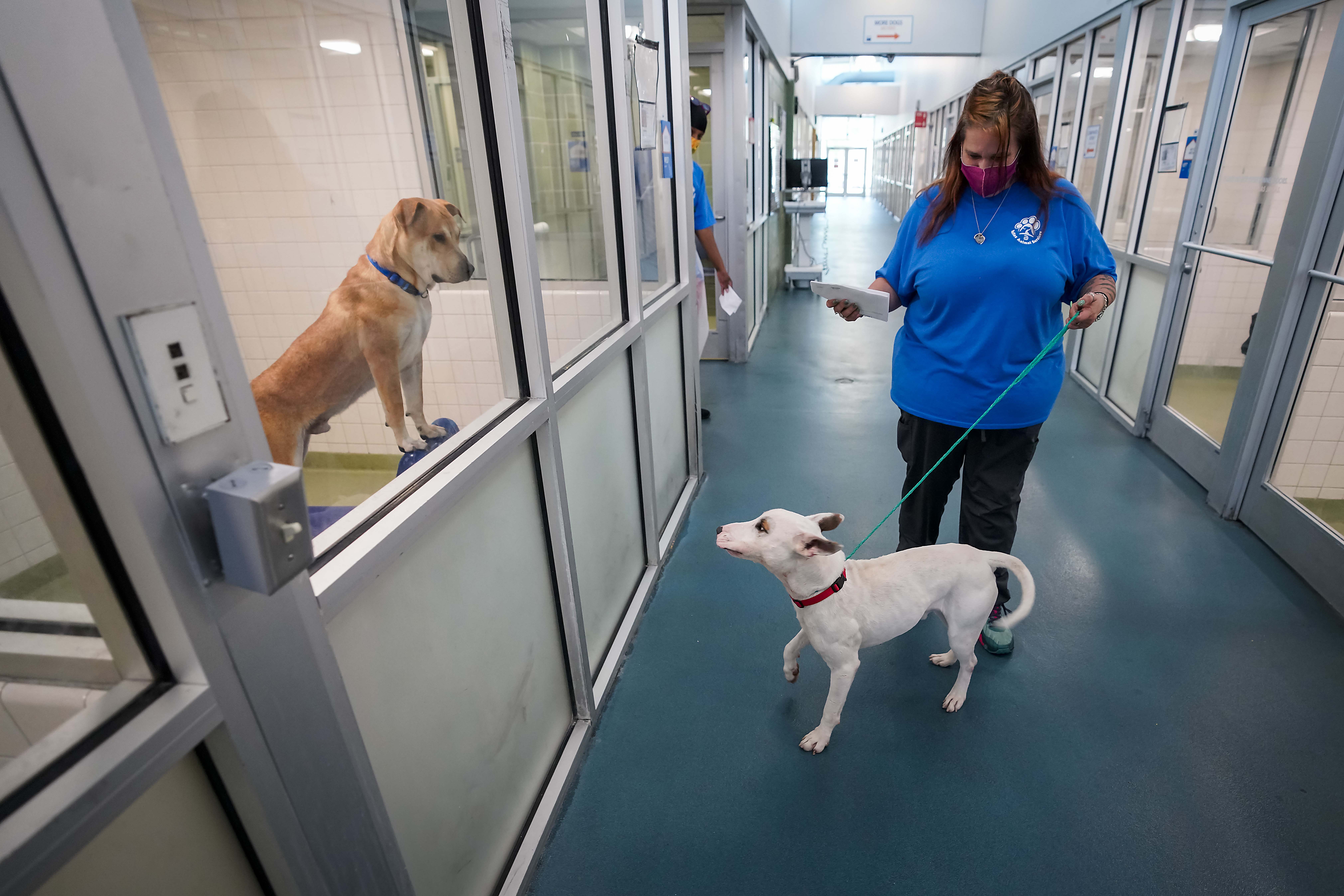 Need a pet? Dallas Animal Services' annual Clear the Shelters event  offering free adoptions