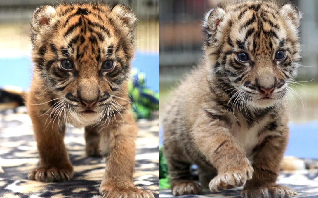 Dallas Zoo's twin tiger cubs named for conservationists trying to save the  animals' native Sumatra