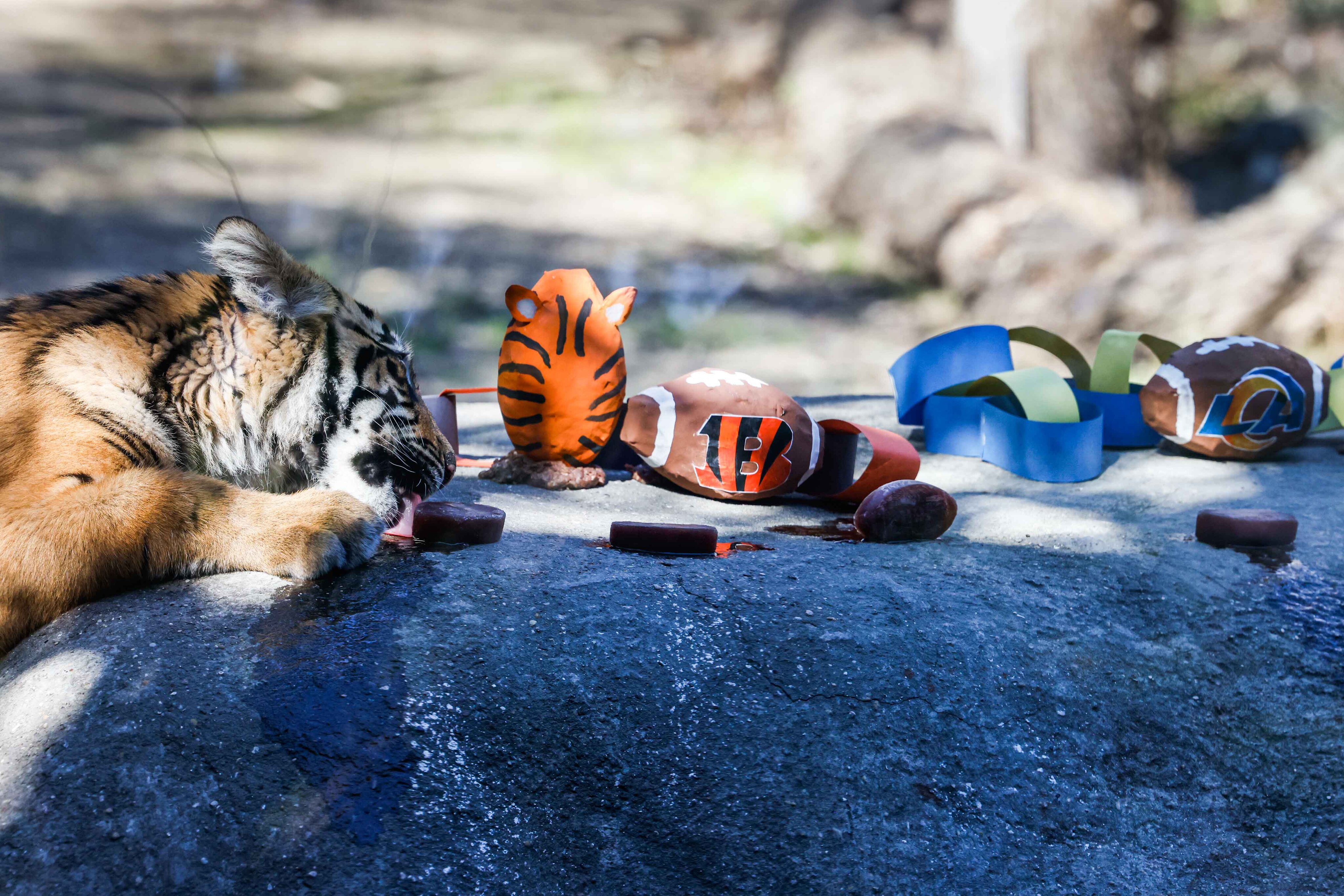 Tiger at Ohio zoo picks Cincinnati Bengals to win Super Bowl