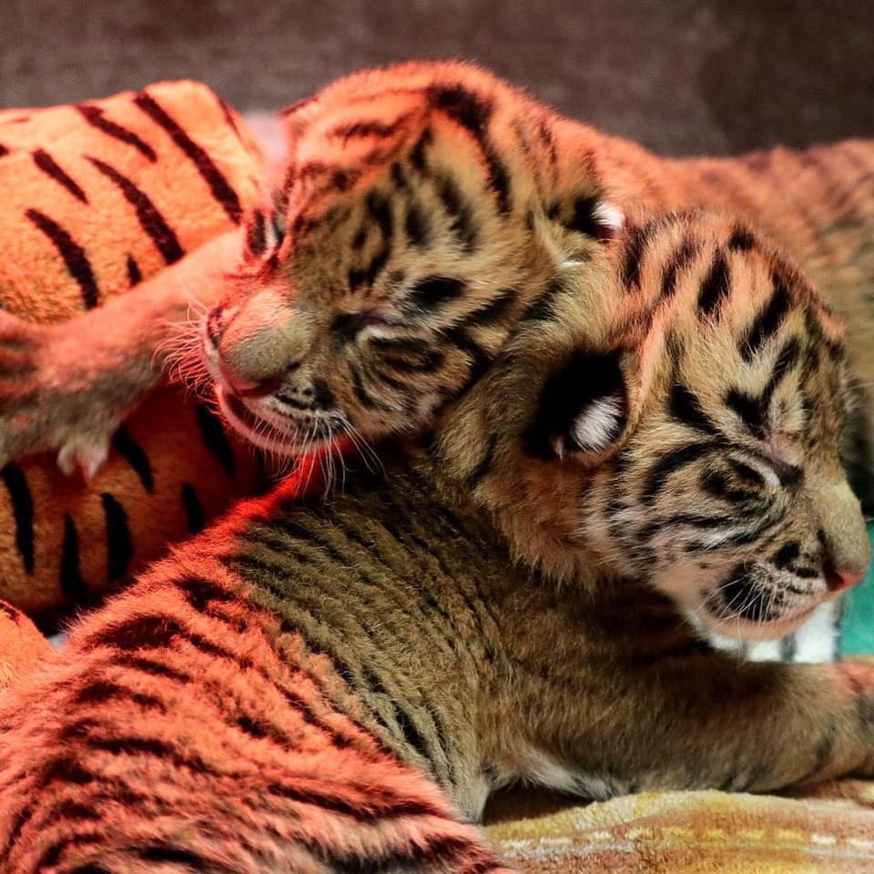 Names of twin Sumatran tiger cubs born at Safari Park revealed