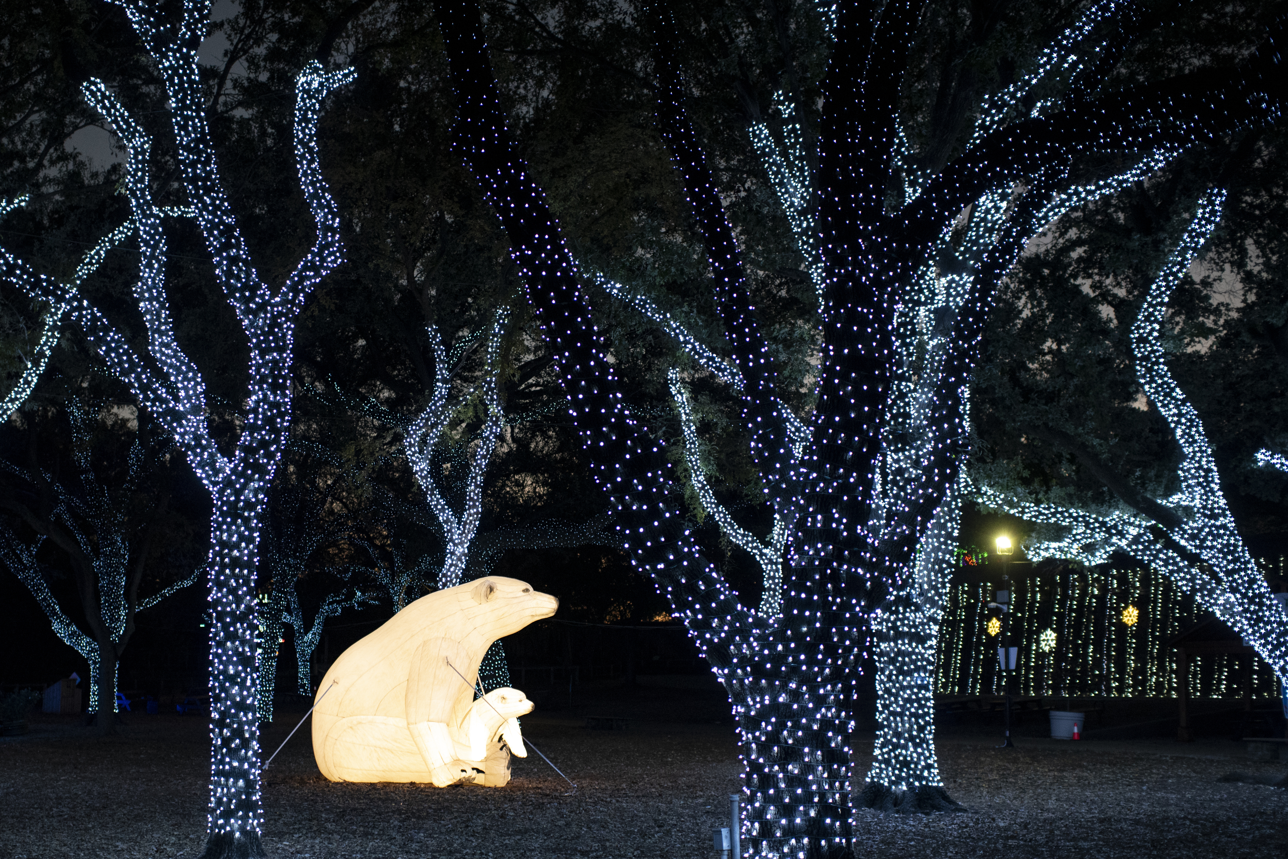 Adult-Only Night at Dallas Zoo Lights