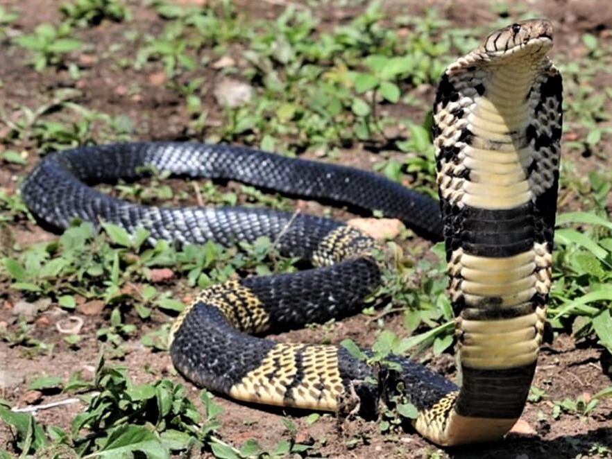 white and black cobra snake