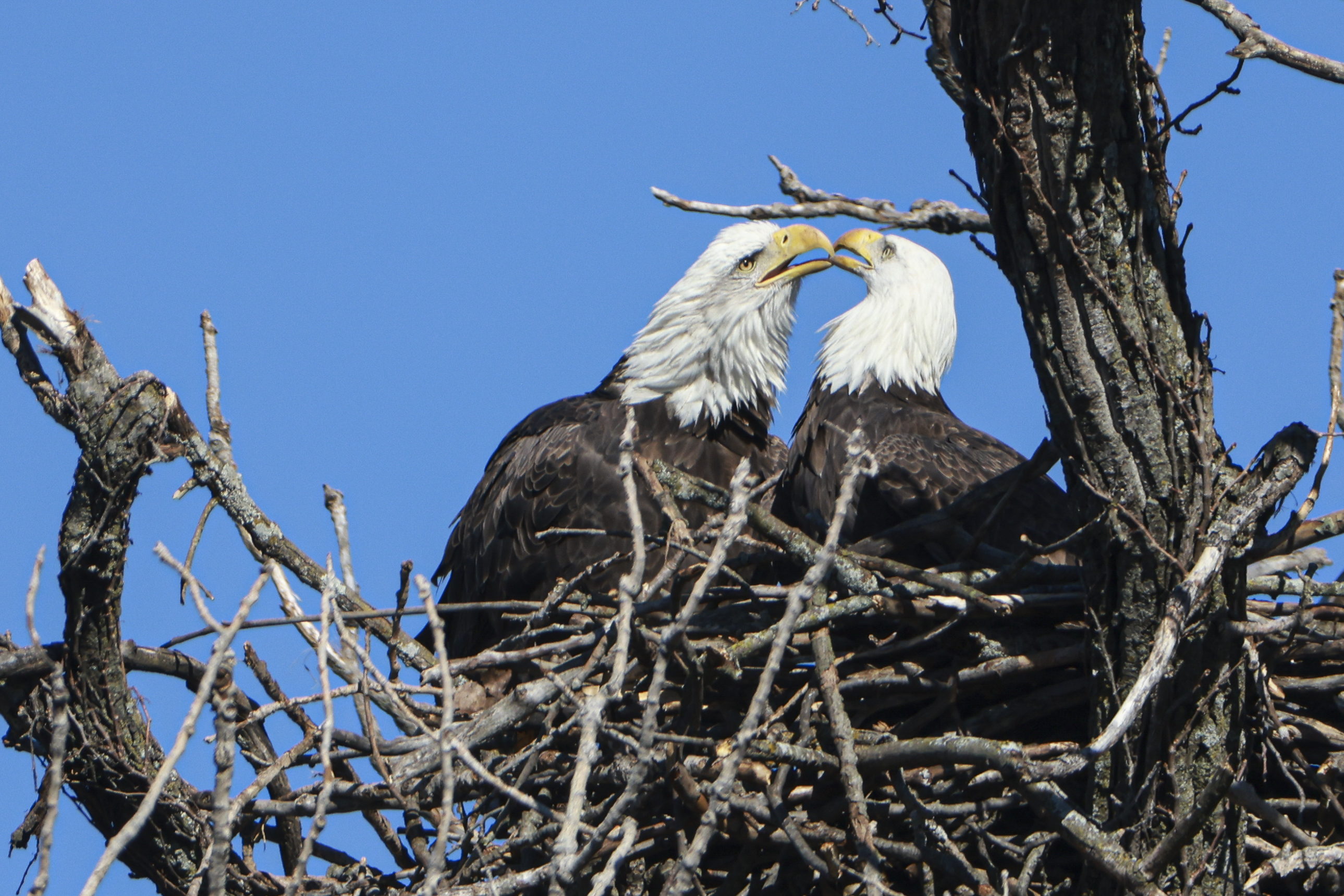 Where Do the Famous Philadelphia Eagles Choose to Nest?