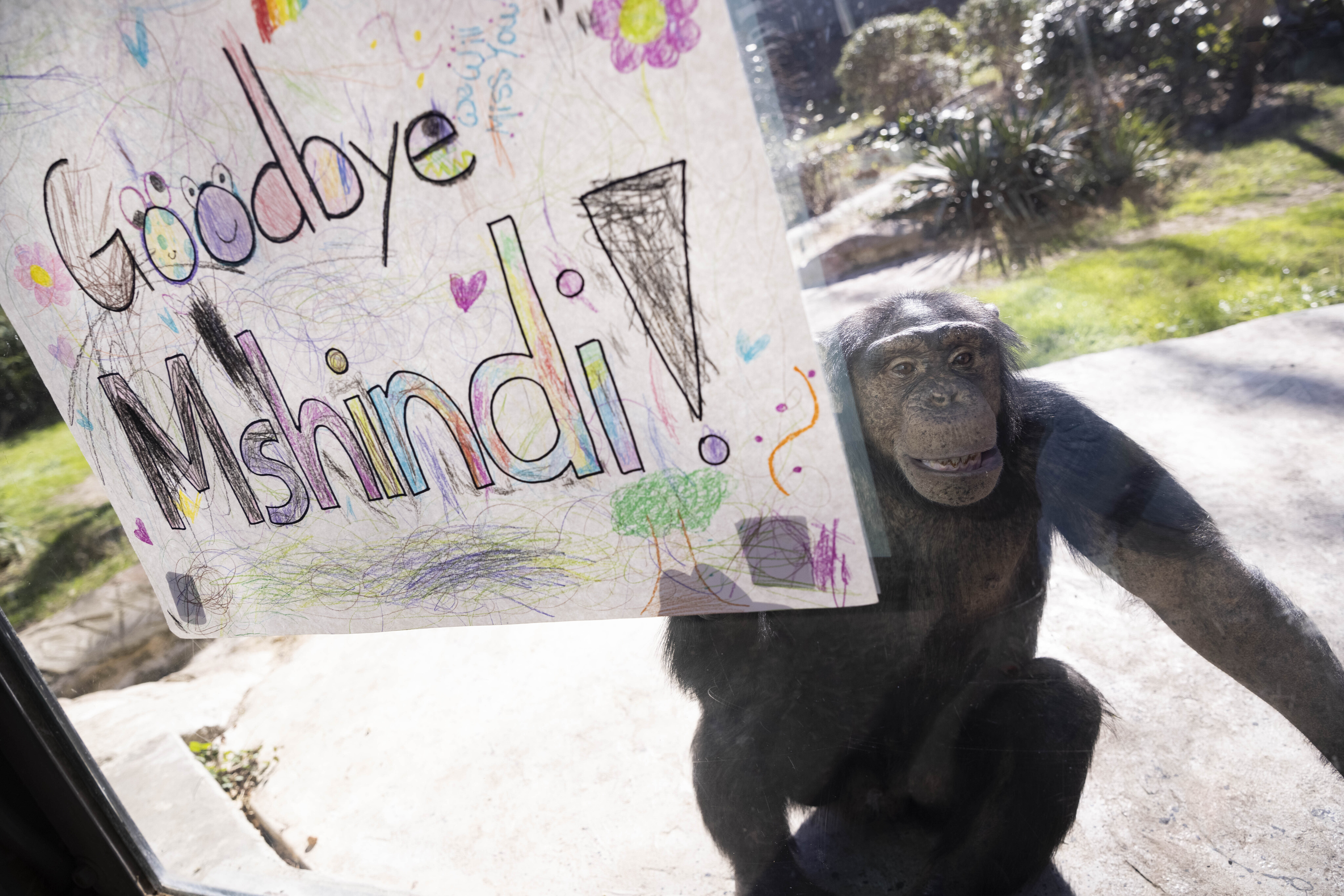 Monkey business: Dallas Zoo says farewell to chimpanzee in move