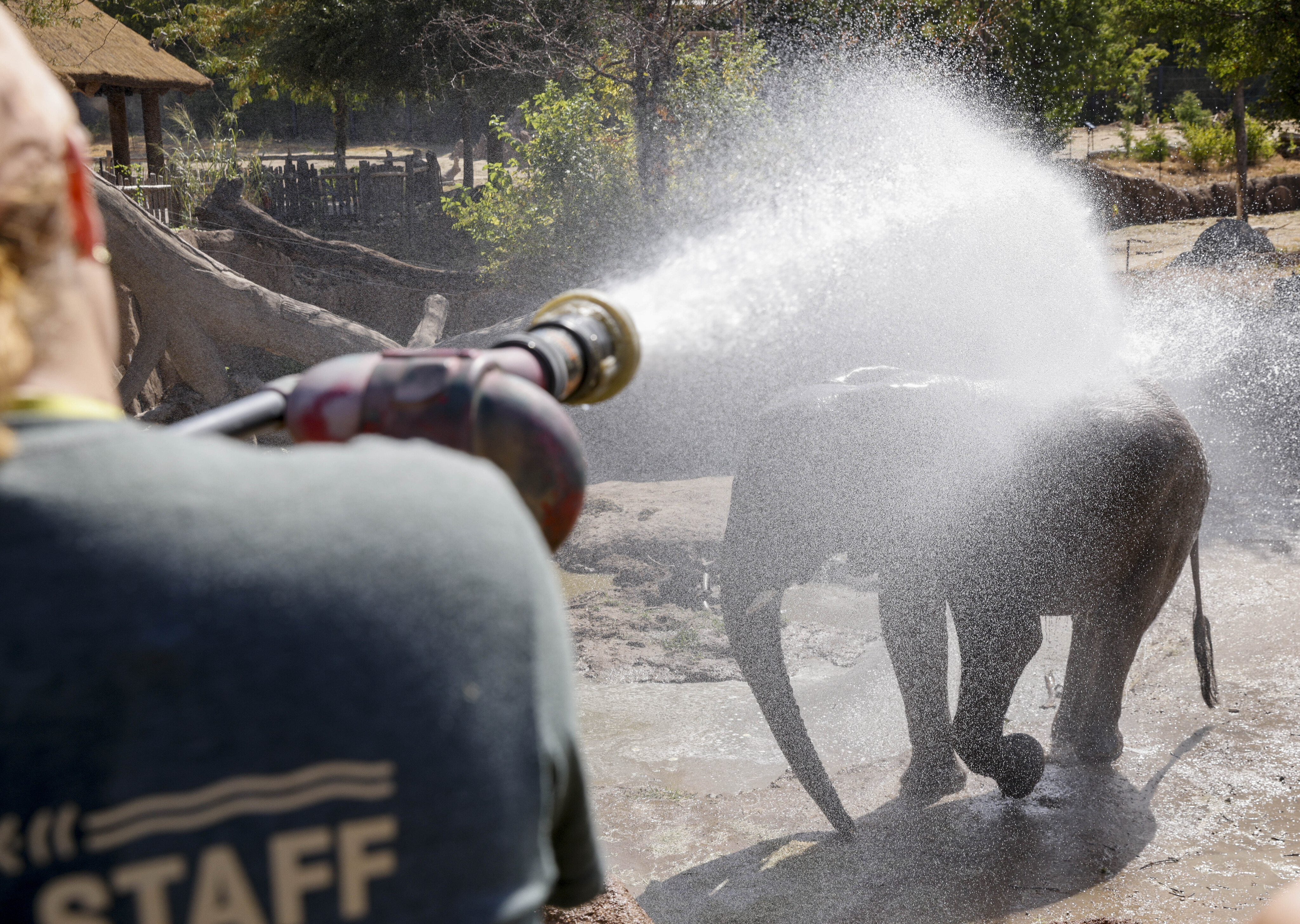 Dallas Zoo staff get creative to help animals beat the heat
