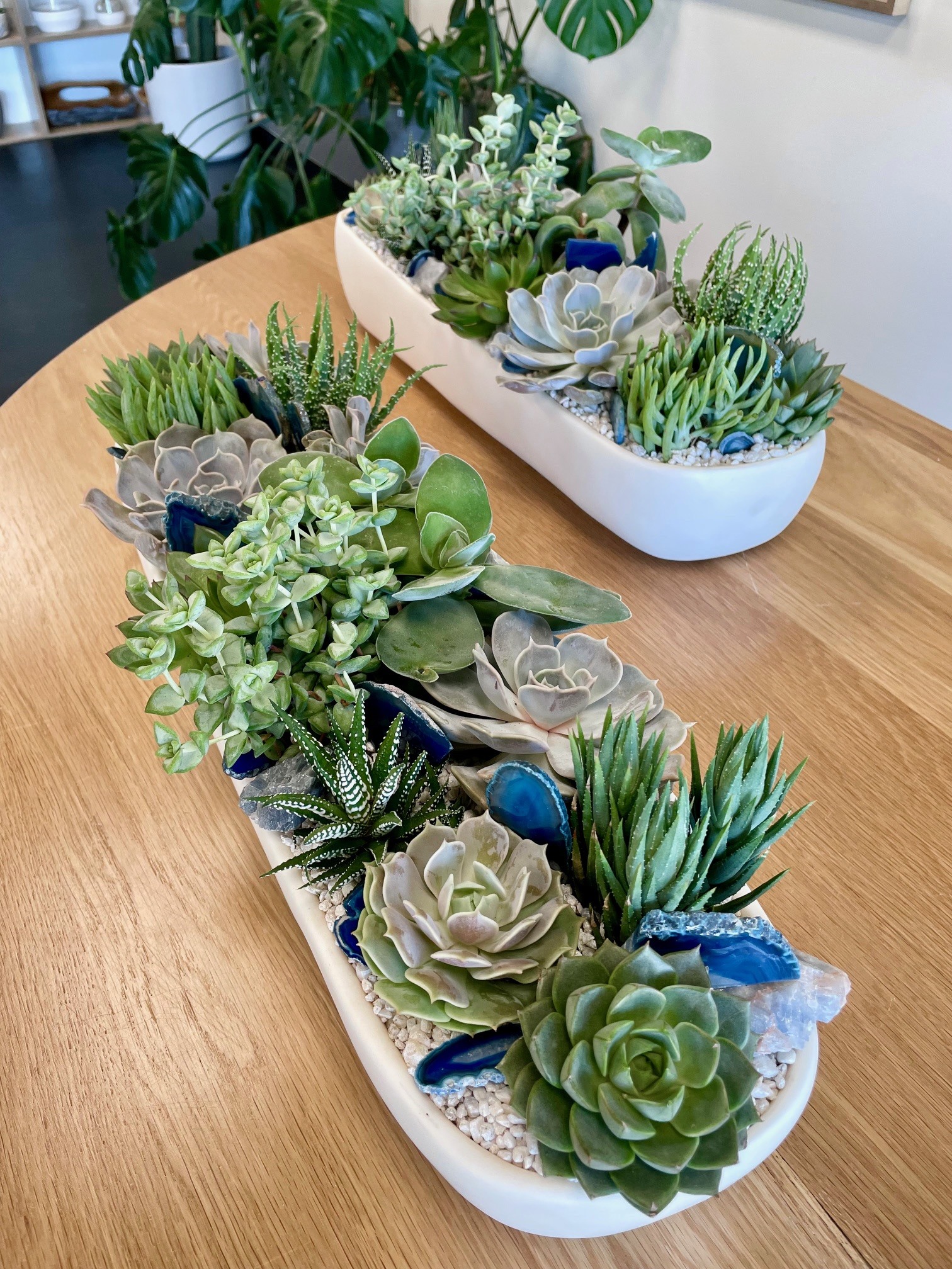 How to Indoor Succulent Garden: Thrive & Flourish Tips
