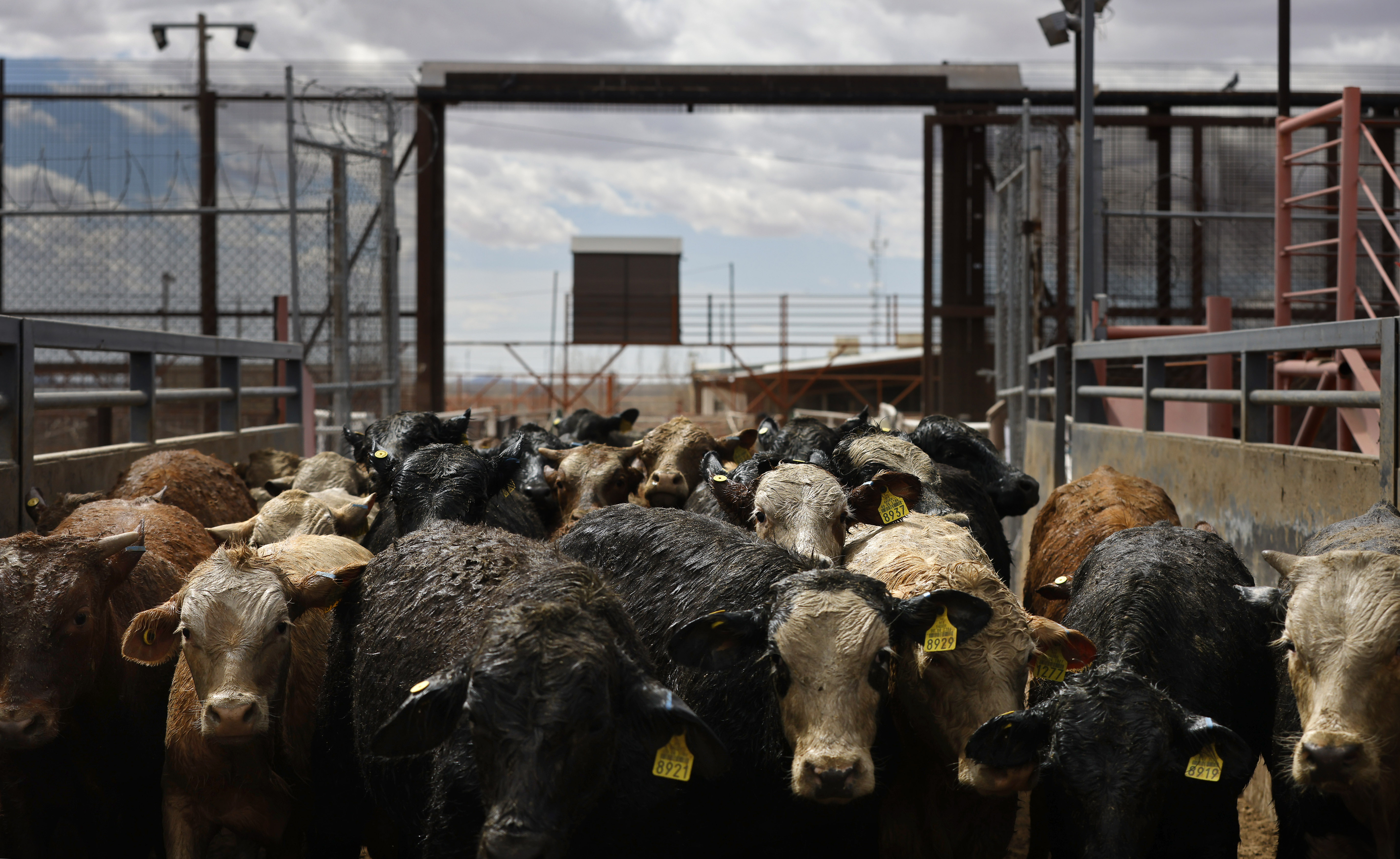 Where's The Beef? Legal and Economic Considerations for Direct