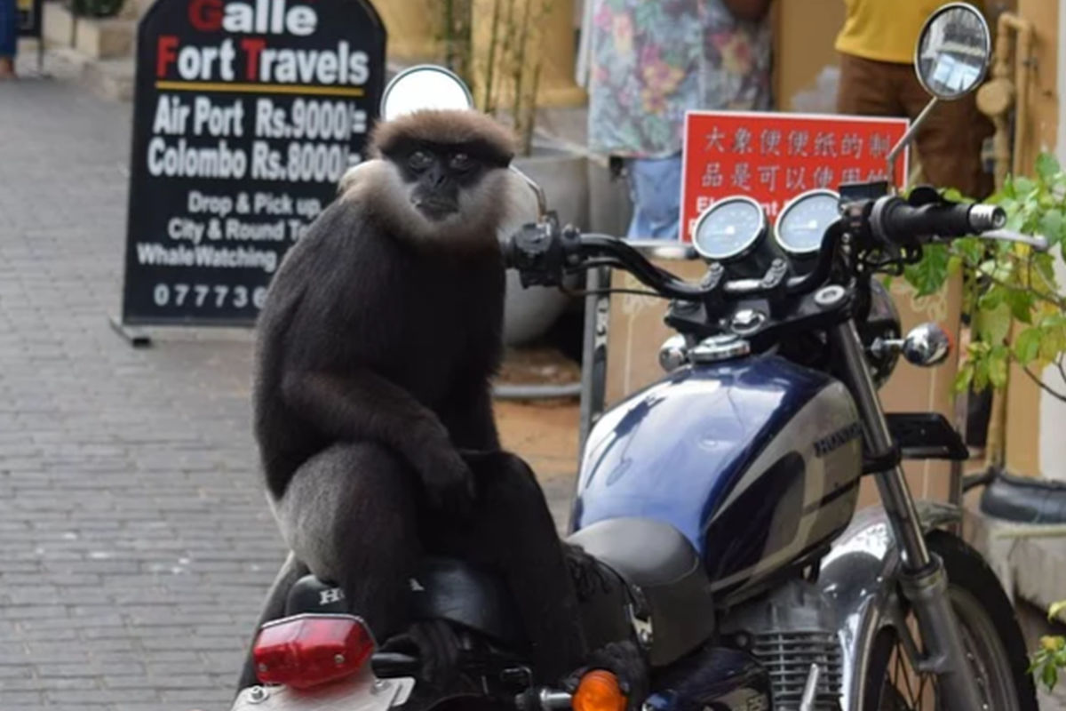 Petición principal mecanógrafo YouTube VIRAL | Encontró a un mono sentado en su motocicleta y segundos  después se peleó con él | YT | Yutube | Redes Sociales | Tendencias |  Animales | Tailandia | Fotos | Video VIRAL | OFF-SIDE | DEPOR