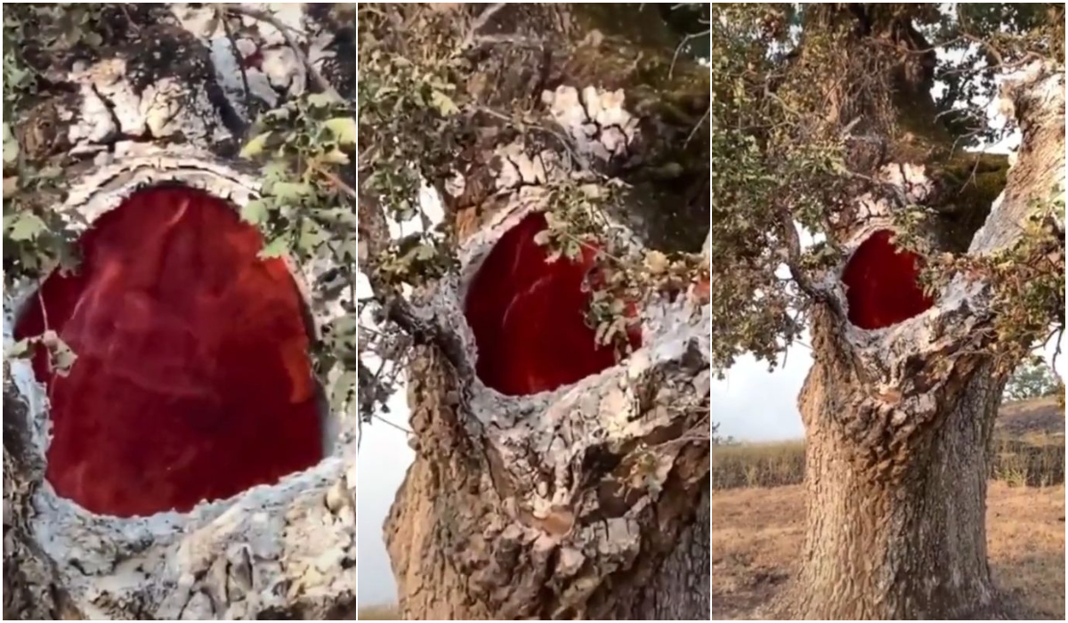 VER VIDEO VIRAL 2020: árbol se incendia por dentro y video causa furor en  Facebook, TikTok y YouTube | Tendencia | Redes Sociales | Virales | FOTOS |  VIDEO | USA |