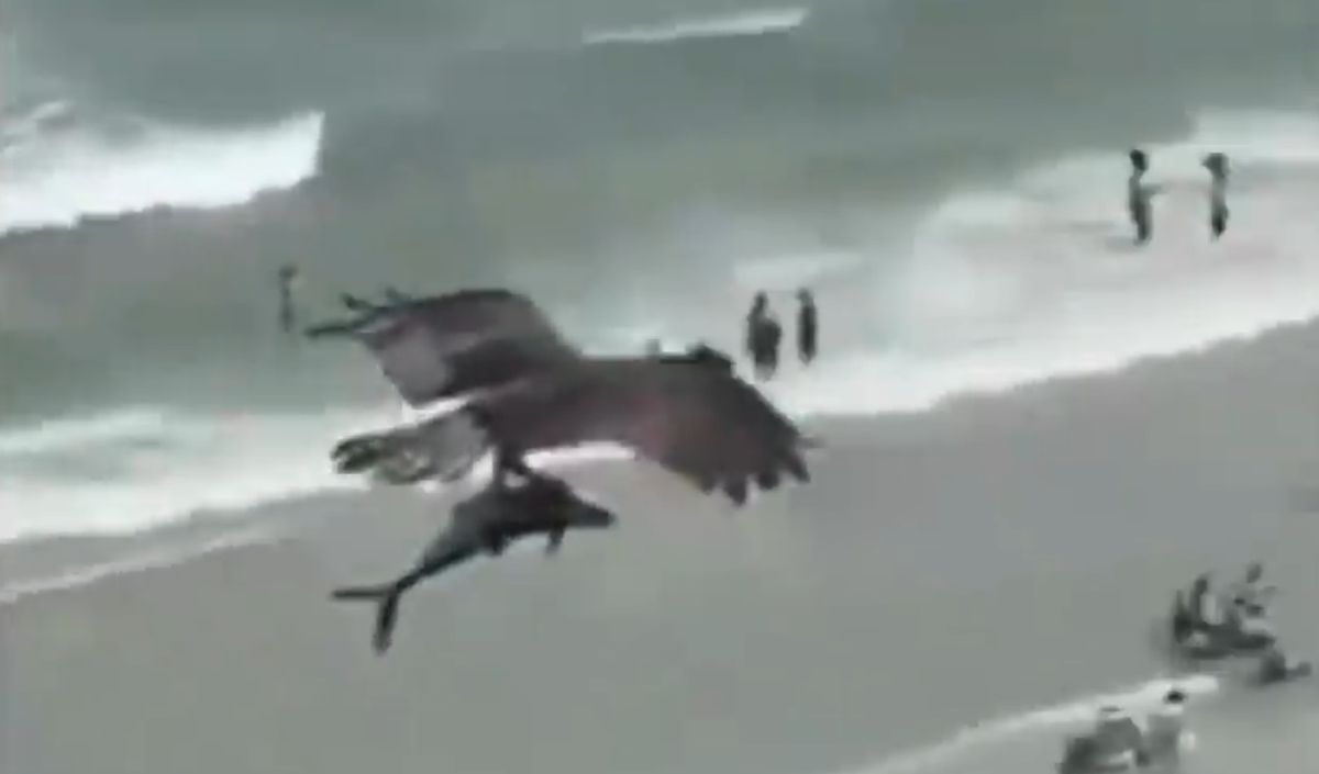 Facebook video viral: así capturó un águila a un tiburón en el mar de  Florida, Estados Unidos | | pez grande | playas de Florida | | EEUU | USA |  July