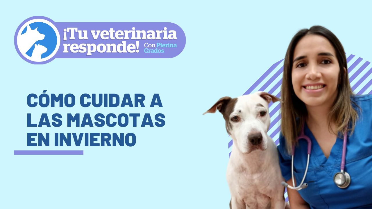 cuando debes llevar a tu cachorro al veterinario