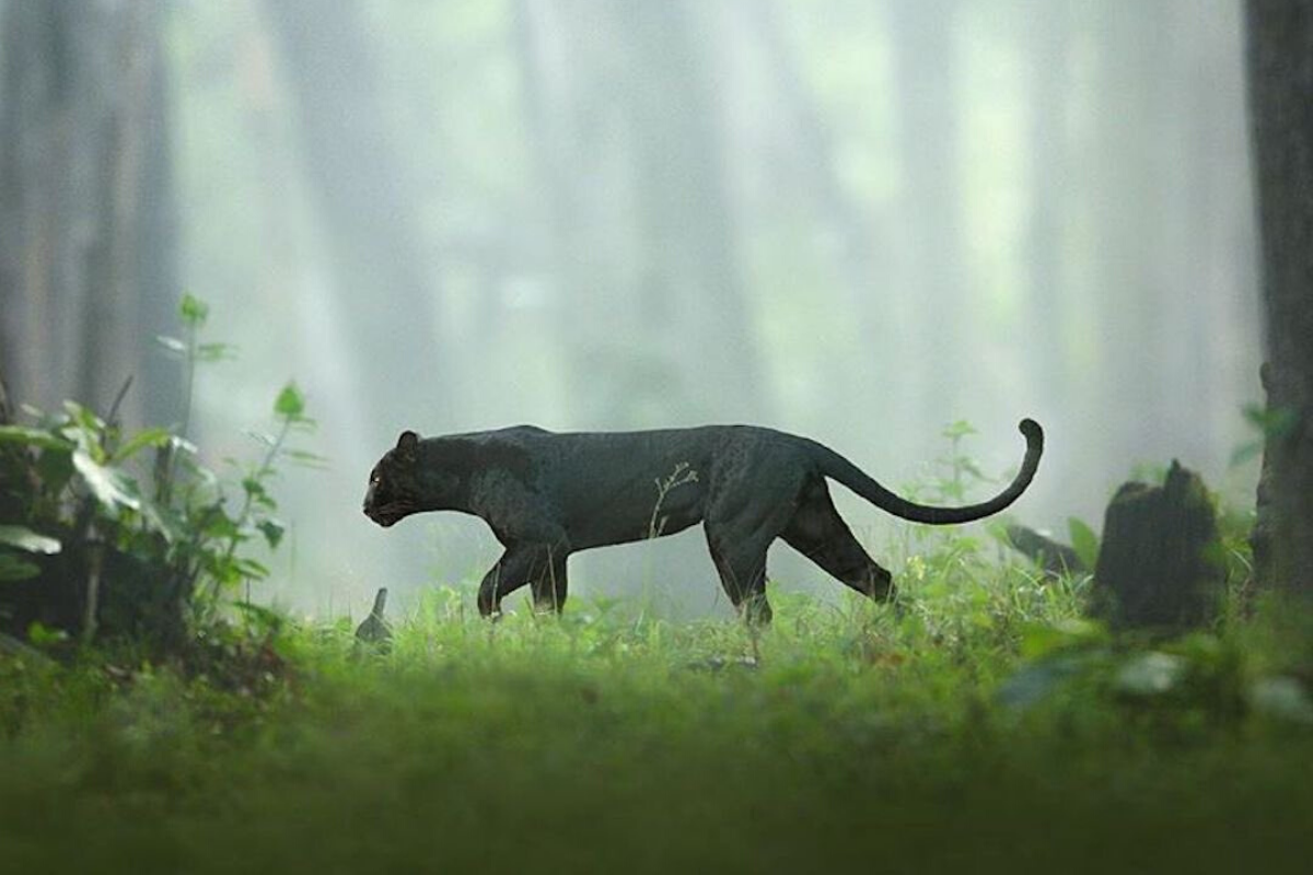 Foto viral | Estas imágenes de una pantera negra hipnotizan al Internet |  Instagram viral | Twitter viral | India | Animales | Fotos | VIRALES | MAG.
