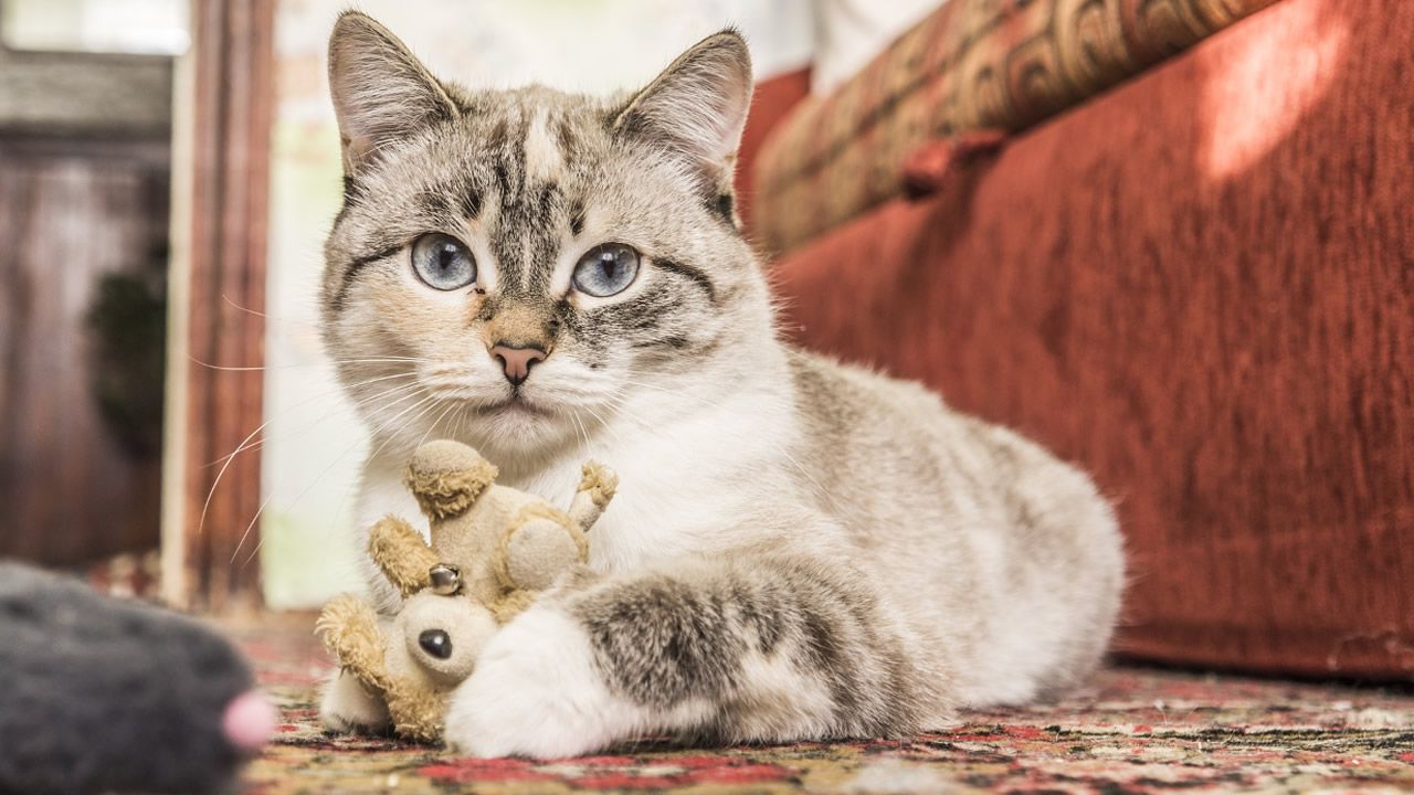 Noticias Sobre Dia Internacional Del Gato El Comercio Peru