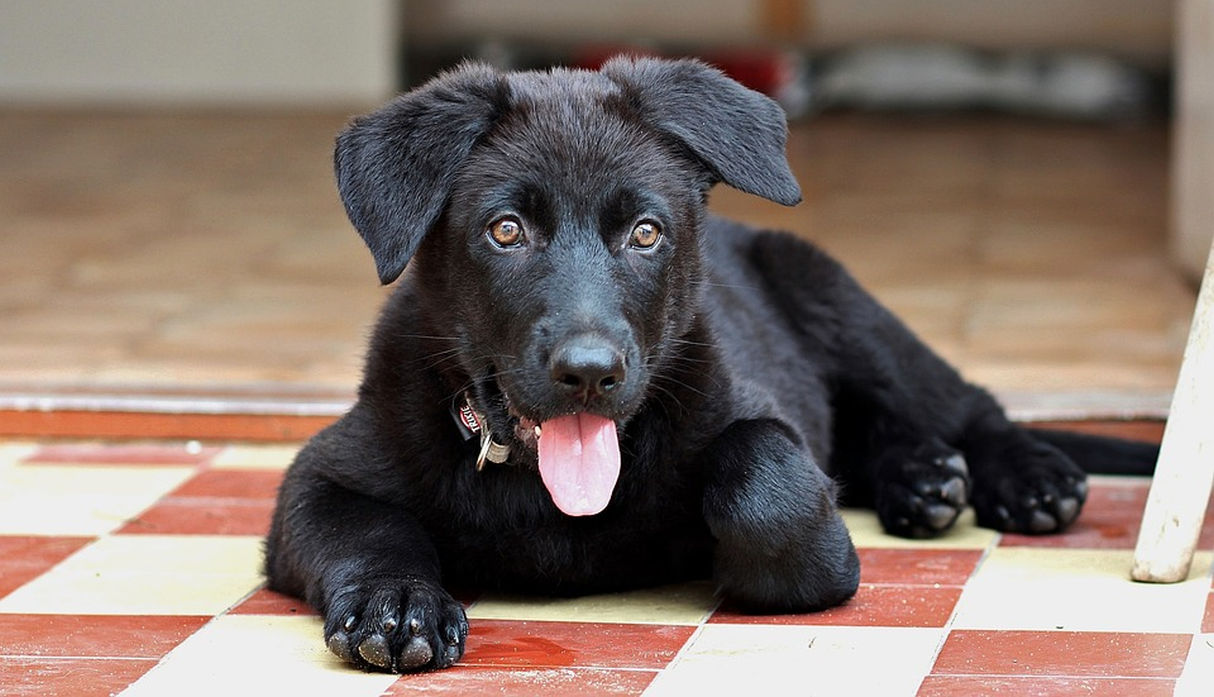 Inubox, el primer inodoro inteligente para perros del mundo