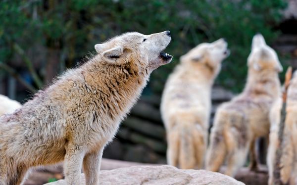 Los lobos aúllan porque se preocupan por los compañeros ausentes | CIENCIAS  | EL COMERCIO PERÚ