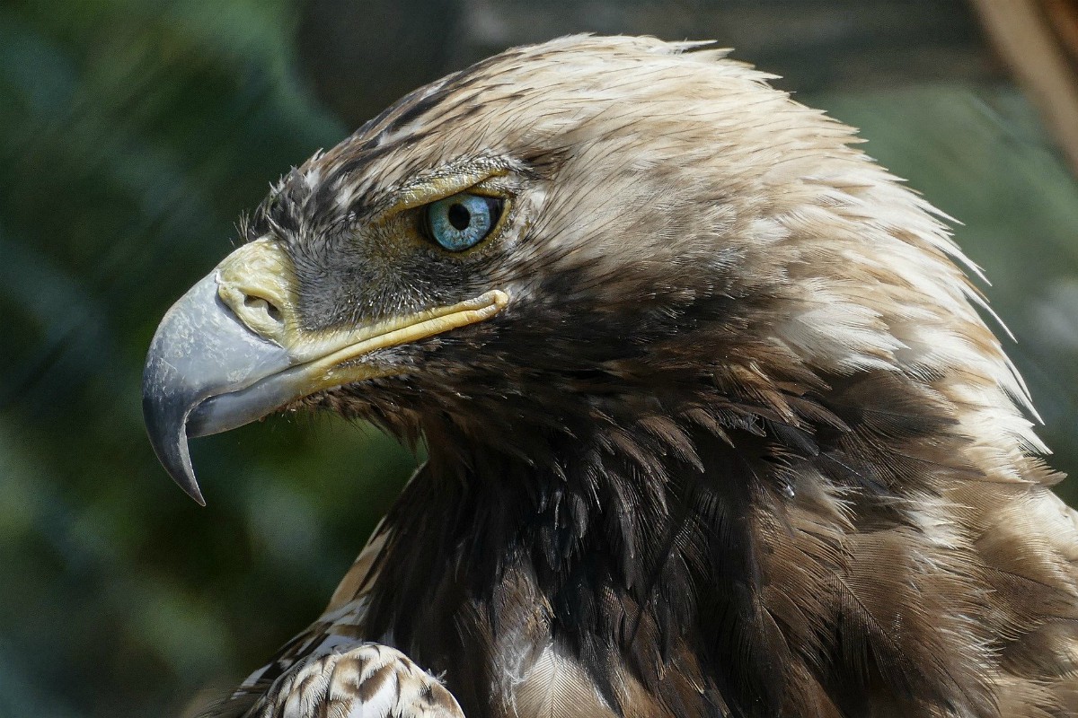 FOTO VIRAL | Águila dejó caer a un perro, sin embargo luego descubrieron  que era una extraña especie en peligro de extinción | OFF-SIDE | DEPOR