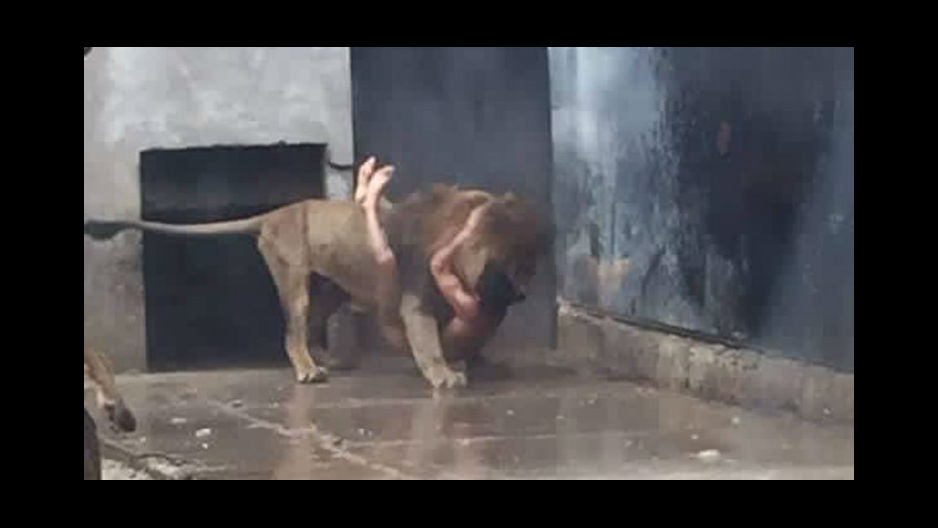 Matan a dos leones de zoológico para salvar a joven suicida en Chile [FOTOS  Y VIDEO] | ACTUALIDAD 