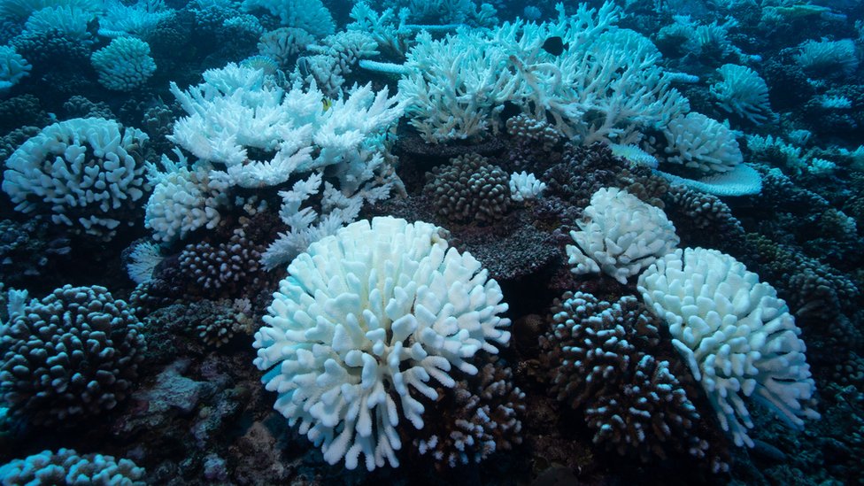 El estrés que generan las temperaturas más cálidas en los ecosistemas se ve reflejado en la vida silvestre: los corales son especialmente sensibles a los cambios en temperatura del agua y se blanquean cuando mueren. (GETTY IMAGES).