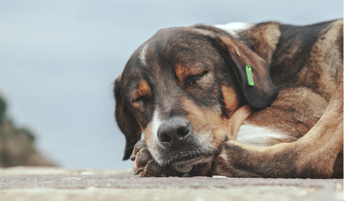 Cachorros En La Cama En Casa. Mirar a La Cámara. Mascotas Y Perros