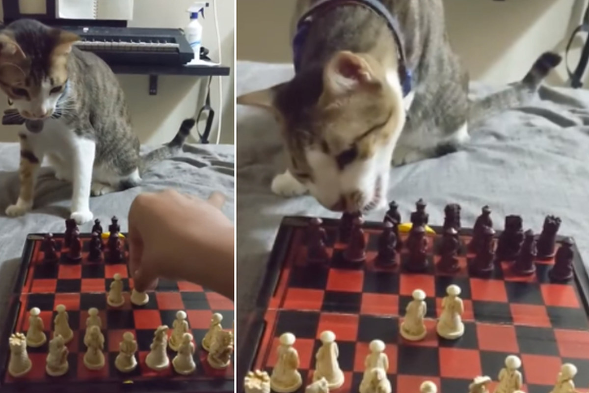 Diplomático Mexico pánico VER VIDEO VIRAL] Gato que 'juega ajedrez' con su dueña se vuelve una  celebridad en redes | OFF-SIDE | DEPOR