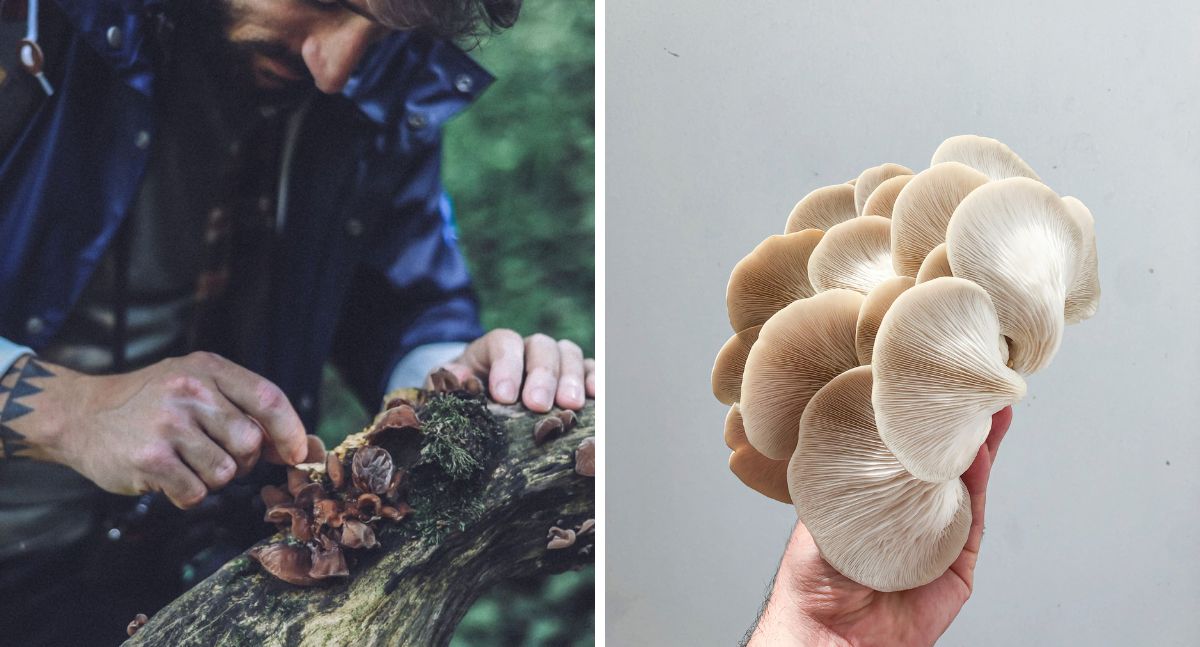 Los hongos tienen mucho para enseñar a la humanidad por su íntima relación con la naturaleza y la sabiduría que guardan entre esporas y el micelio.