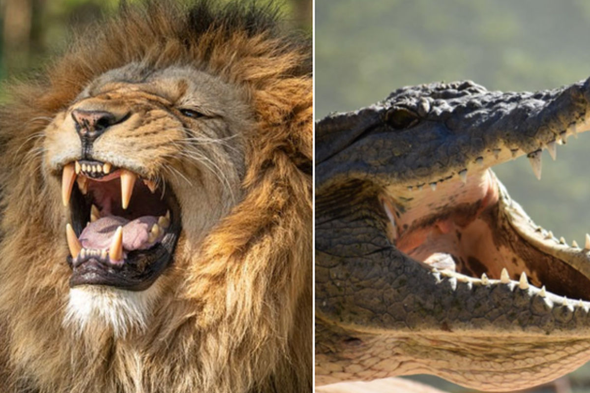 Top 87+ imagen cocodrilos peleando con leones