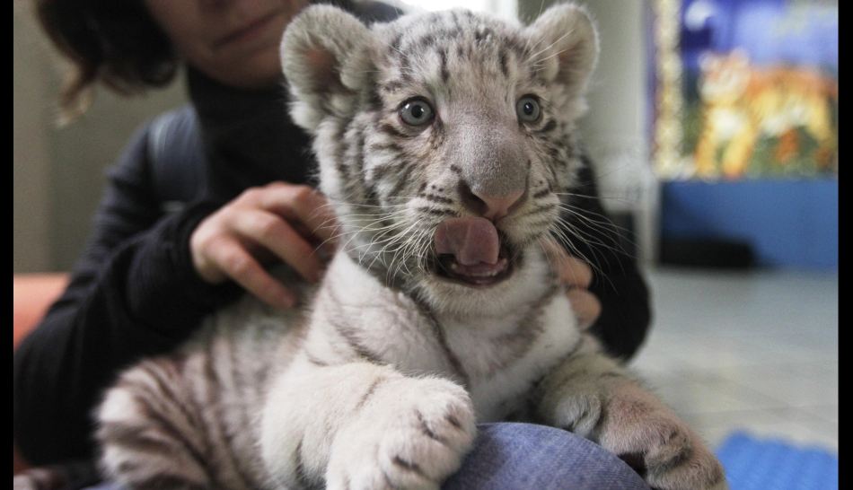 Fotos Los Tiernos Animales Bebes Que Buscan Sobrevivir A La Extincion De Su Especie Ciencias El Comercio Peru