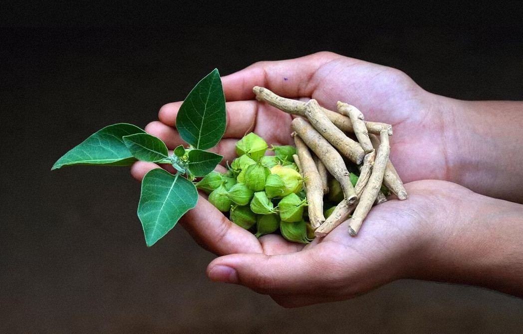 De ritual ancestral a tendencia viral, la ashwagandha despierta hoy la curiosidad del mundo como un posible aliado contra el estrés y el insomnio. (Foto: Getty Images)