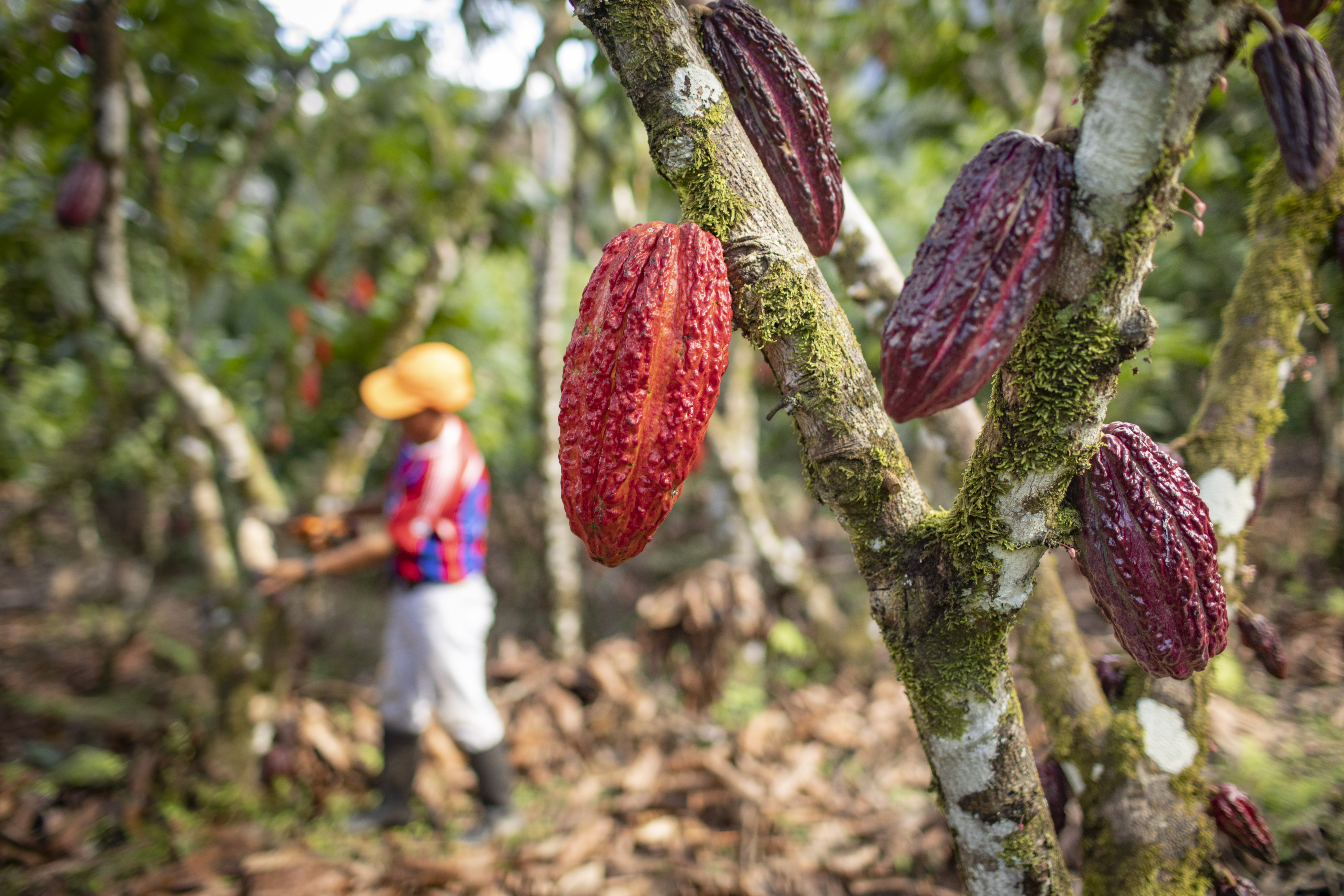 Desde el lado genético, el científico Evert Thomas considera al Perú la cuna de la diversidad del cacao del mundo con 25 grupos genéticos entre silvestres y domesticados. 