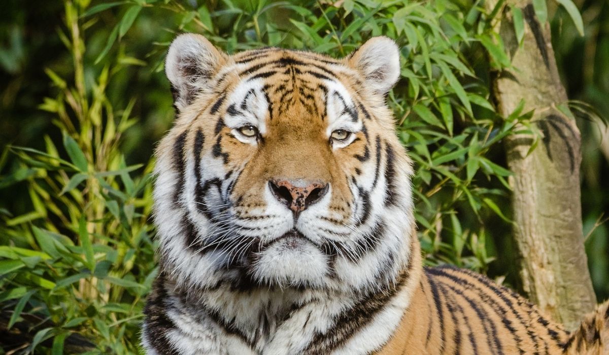 Tigrebosquecigarrochicomemes