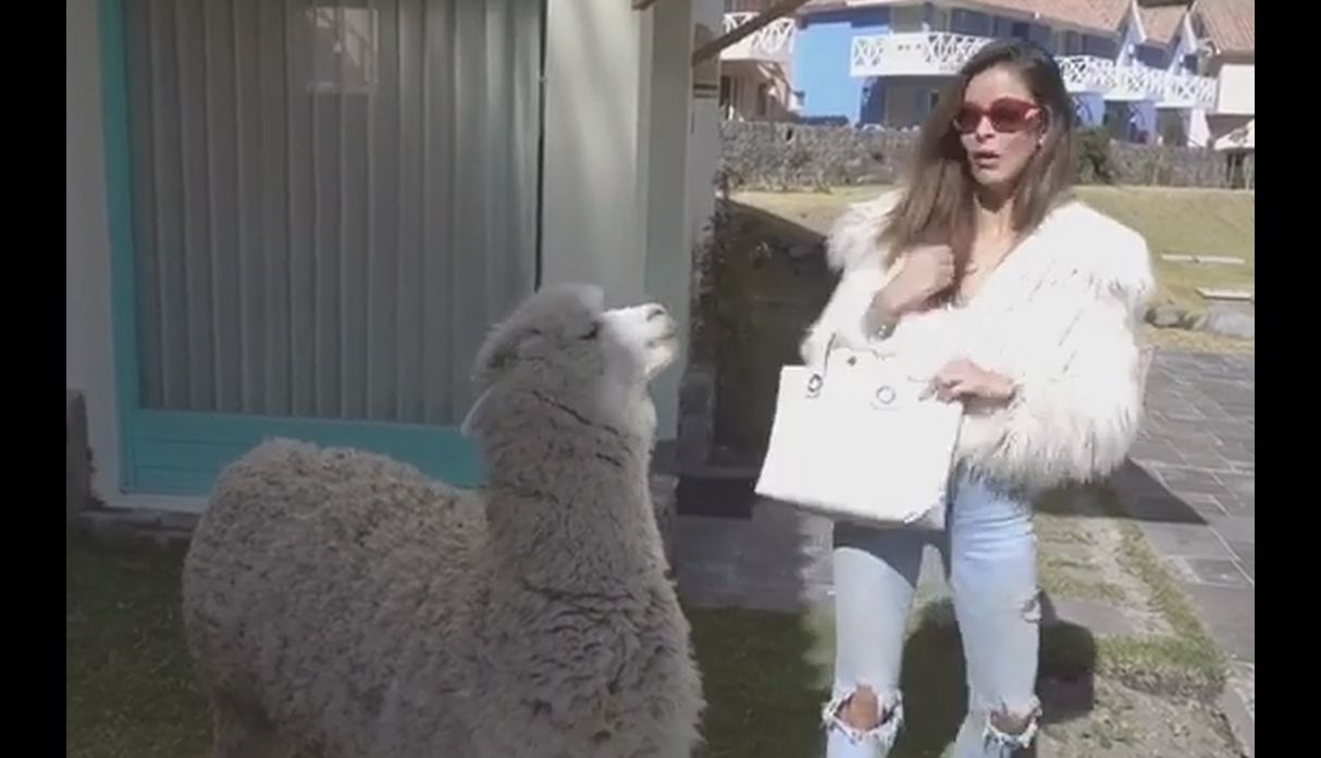 Laura Spoya No Lo Vio Venir Alpaca La Escupió Y Su Esposo Se Burló De