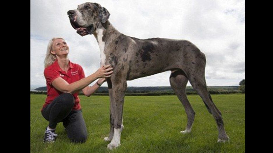 Perros: Conoce A ‘major’, El Enorme Can De Dos Metros De Altura [fotos 