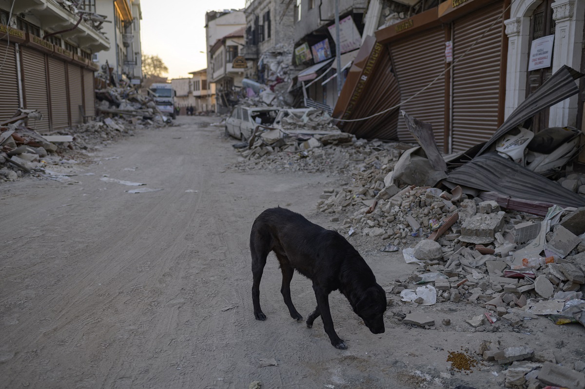 Un perro camina fuera de Antakya, al sur de Turquía, donde muchos animales quedaron atrapados entre los escombros después del terremoto del 6 de febrero, el 17 de febrero de 2023. (Foto de Yasin AKGUL / AFP)