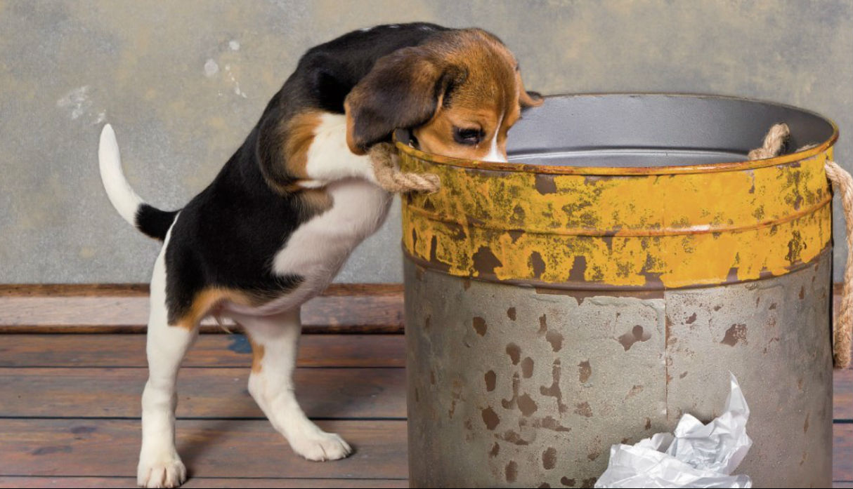 perros-mi-mascota-come-basura-cuidado-mas-mujer-trome-com