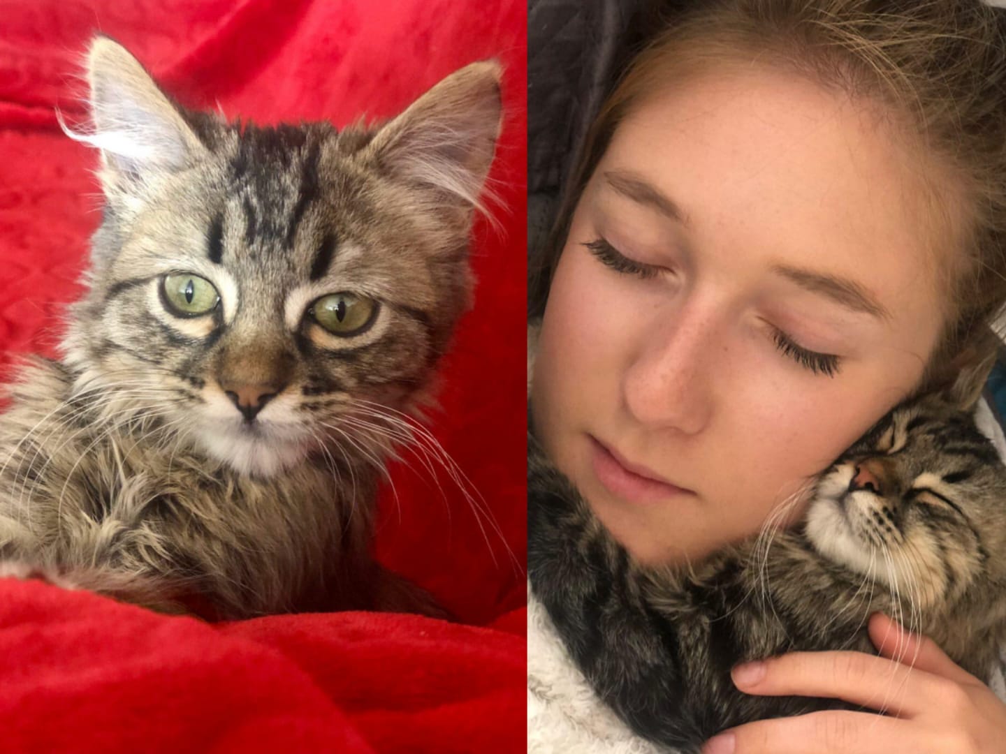 Selena Ali y su gato peruano Lee, cuando todo era felicidad.