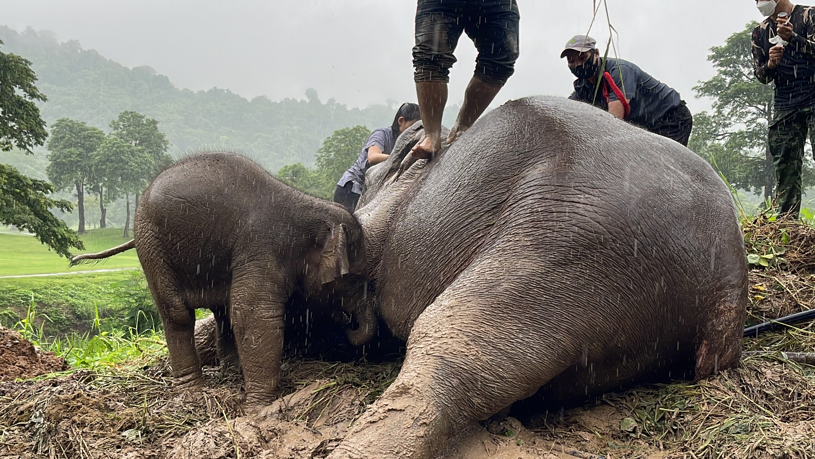 Elefanta sufre infarto al ver que su cría cayó a una zanja (VIDEO) 