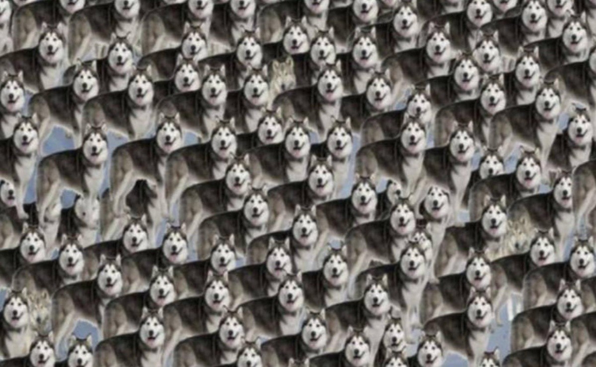 Desafío viral ahora y aquí: encuentra en 5 segundos los lobos entre los  siberianos del reto en la actualidad | Facebook Viral | Redes Sociales |  Desafío Visual | Trends | Trending |