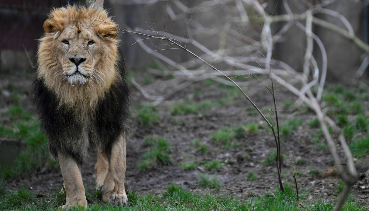 Leones devoran a cazador que ingresó a una reserva de Sudáfrica | MUNDO |  